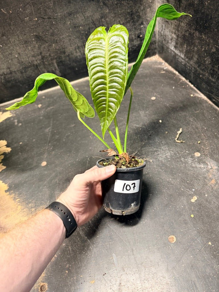 Handpicked 107 - Anthurium Veitchii | Uprooted