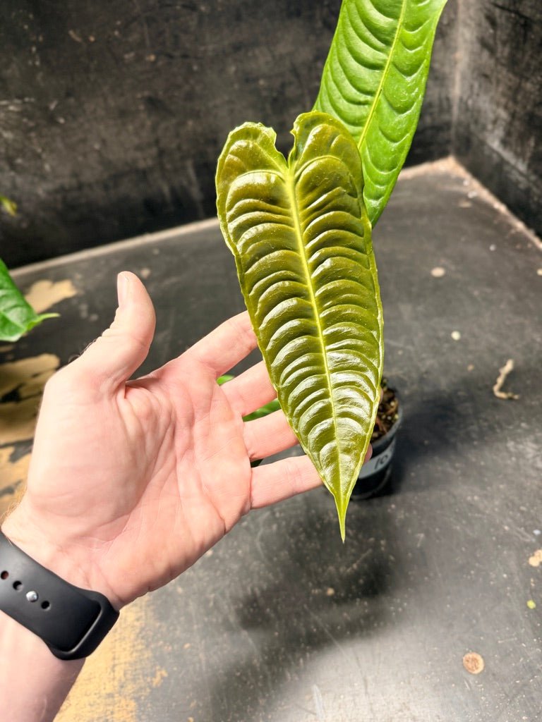 Handpicked 107 - Anthurium Veitchii | Uprooted