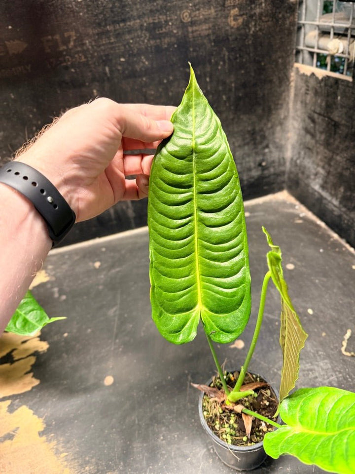 Handpicked 107 - Anthurium Veitchii | Uprooted
