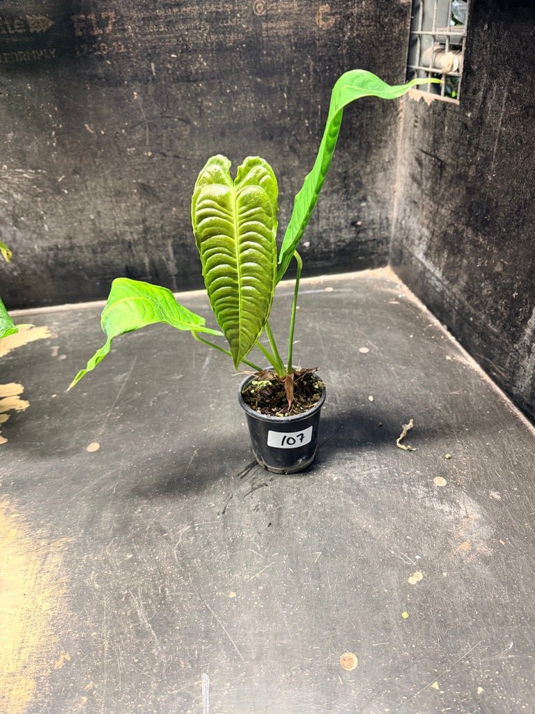Handpicked 107 - Anthurium Veitchii | Uprooted