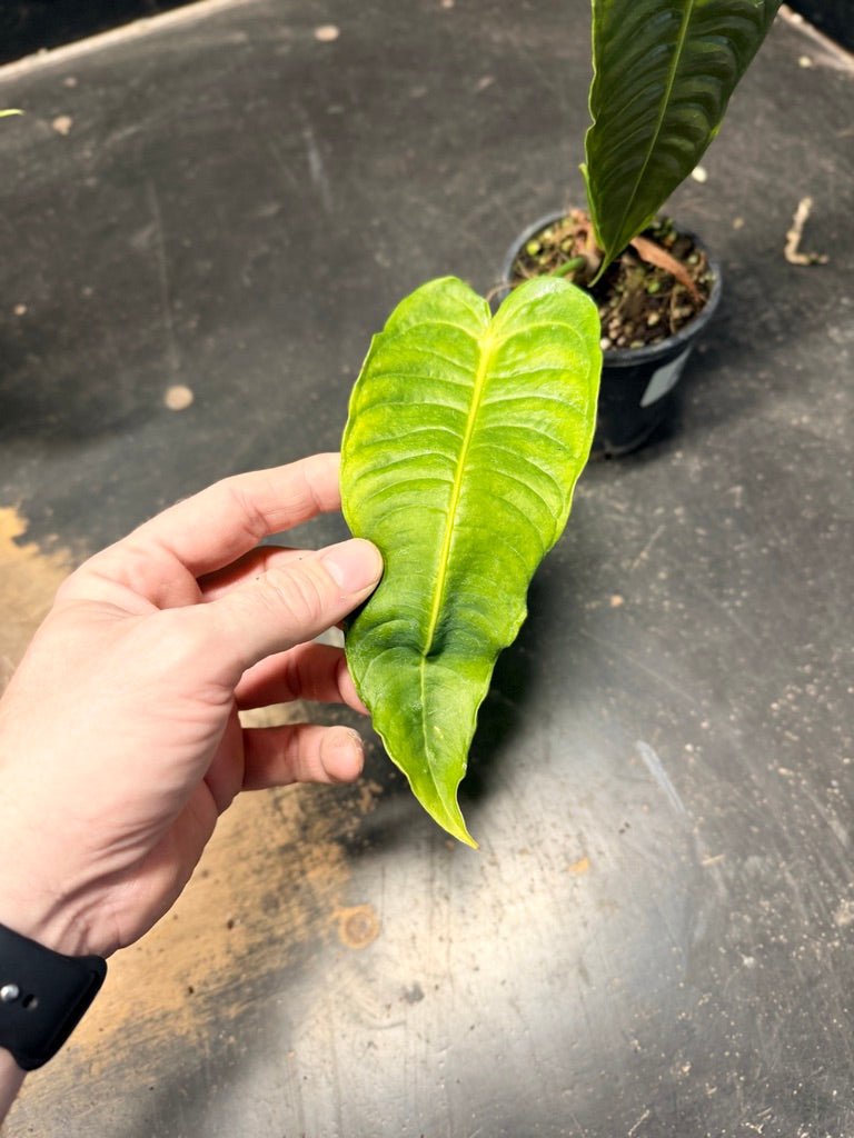 Handpicked 107 - Anthurium Veitchii | Uprooted