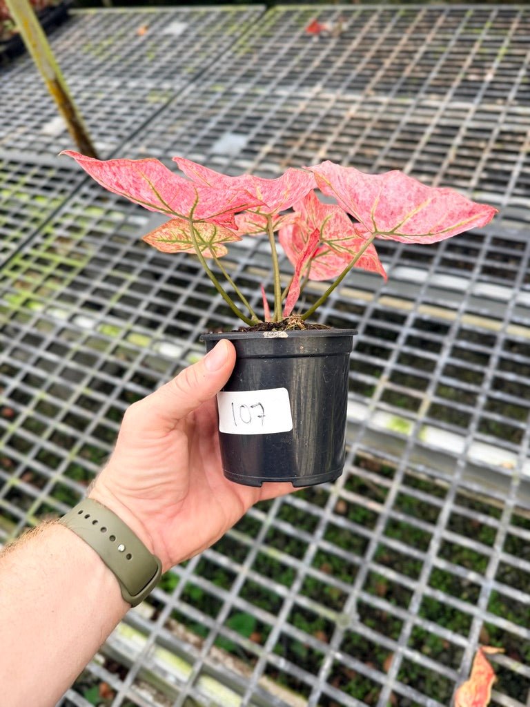Handpicked 107 - Caladium Bicolor NOID | Uprooted