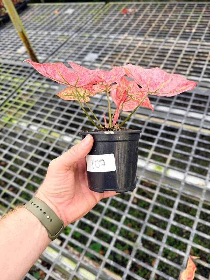 Handpicked 107 - Caladium Bicolor NOID | Uprooted