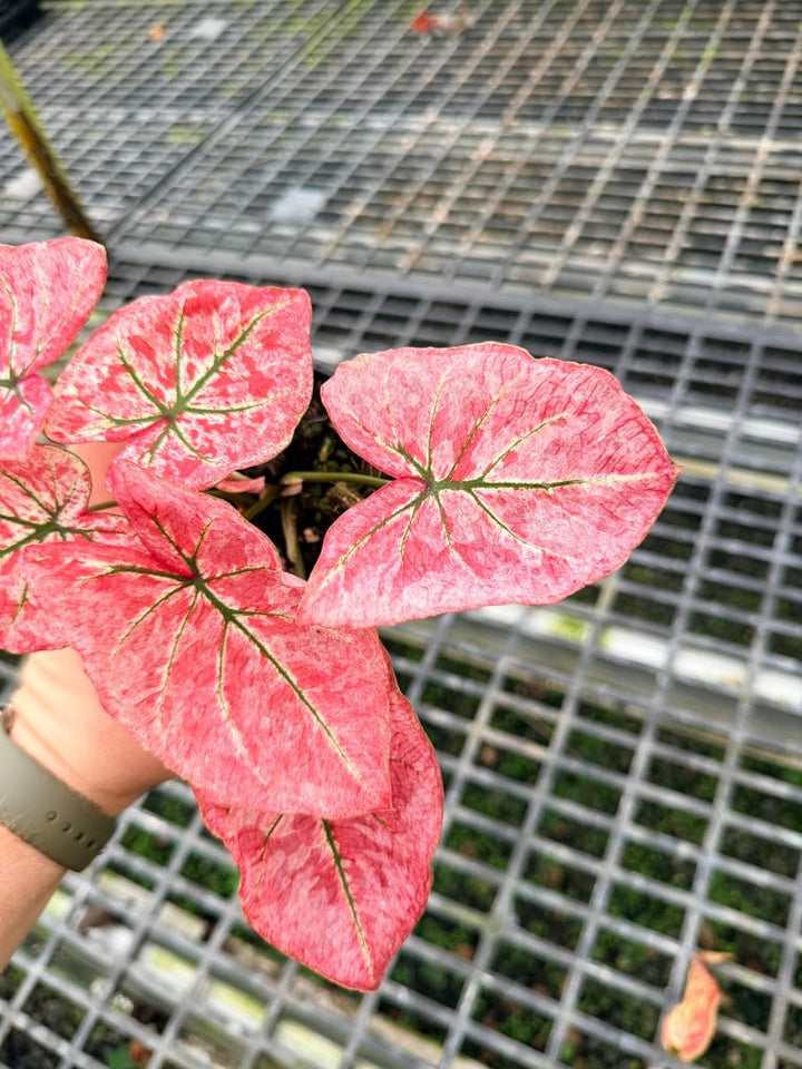 Handpicked 107 - Caladium Bicolor NOID | Uprooted