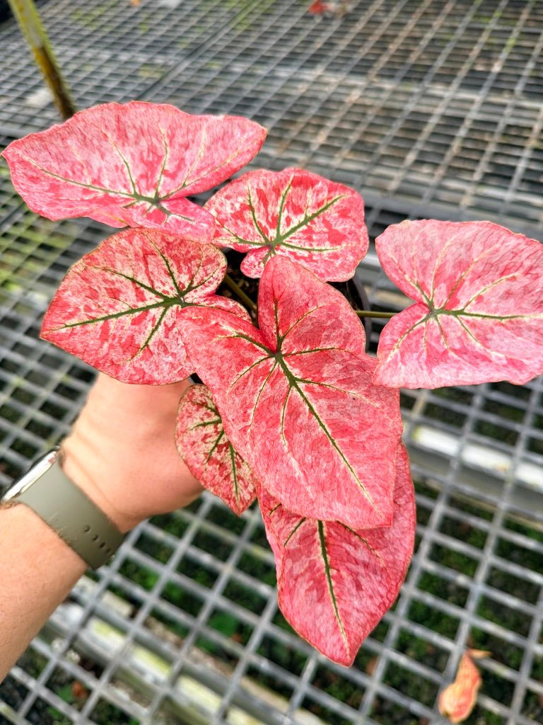 Handpicked 107 - Caladium Bicolor NOID | Uprooted