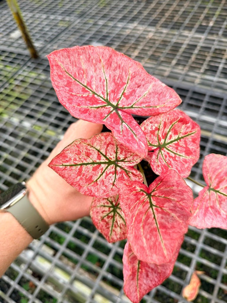 Handpicked 107 - Caladium Bicolor NOID | Uprooted