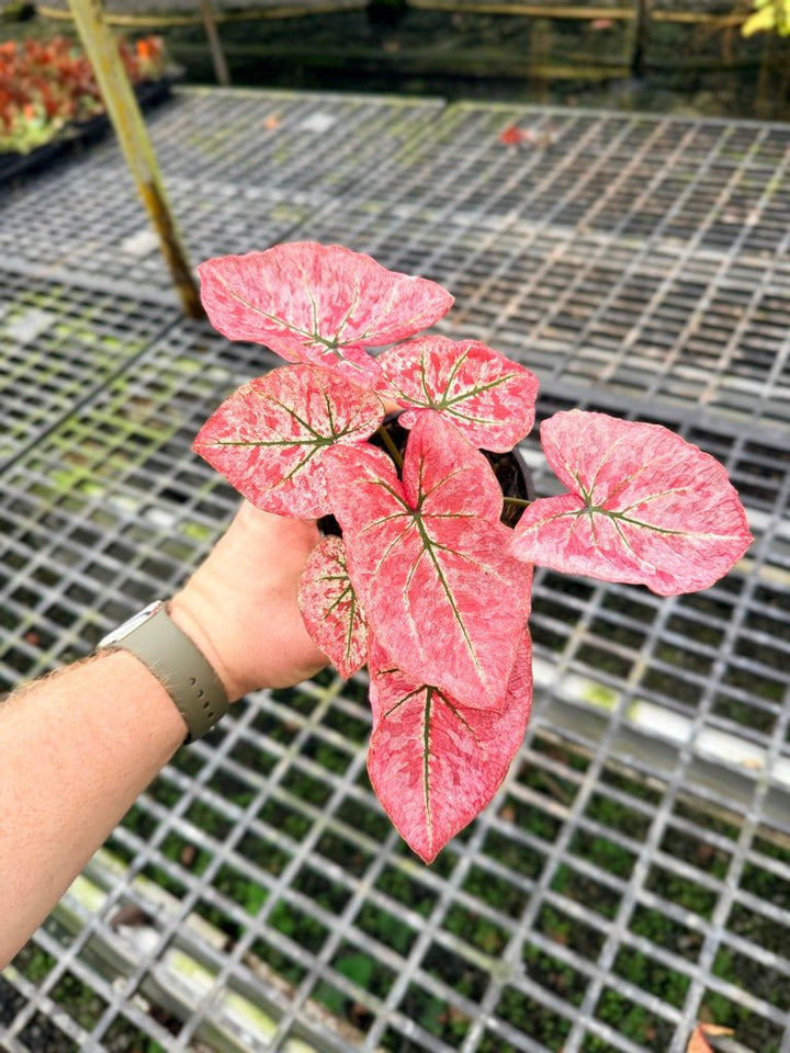 Handpicked 107 - Caladium Bicolor NOID | Uprooted