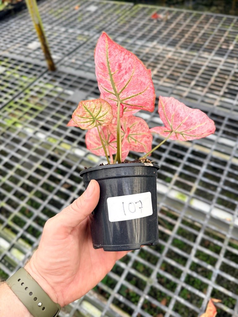 Handpicked 107 - Caladium Bicolor NOID | Uprooted