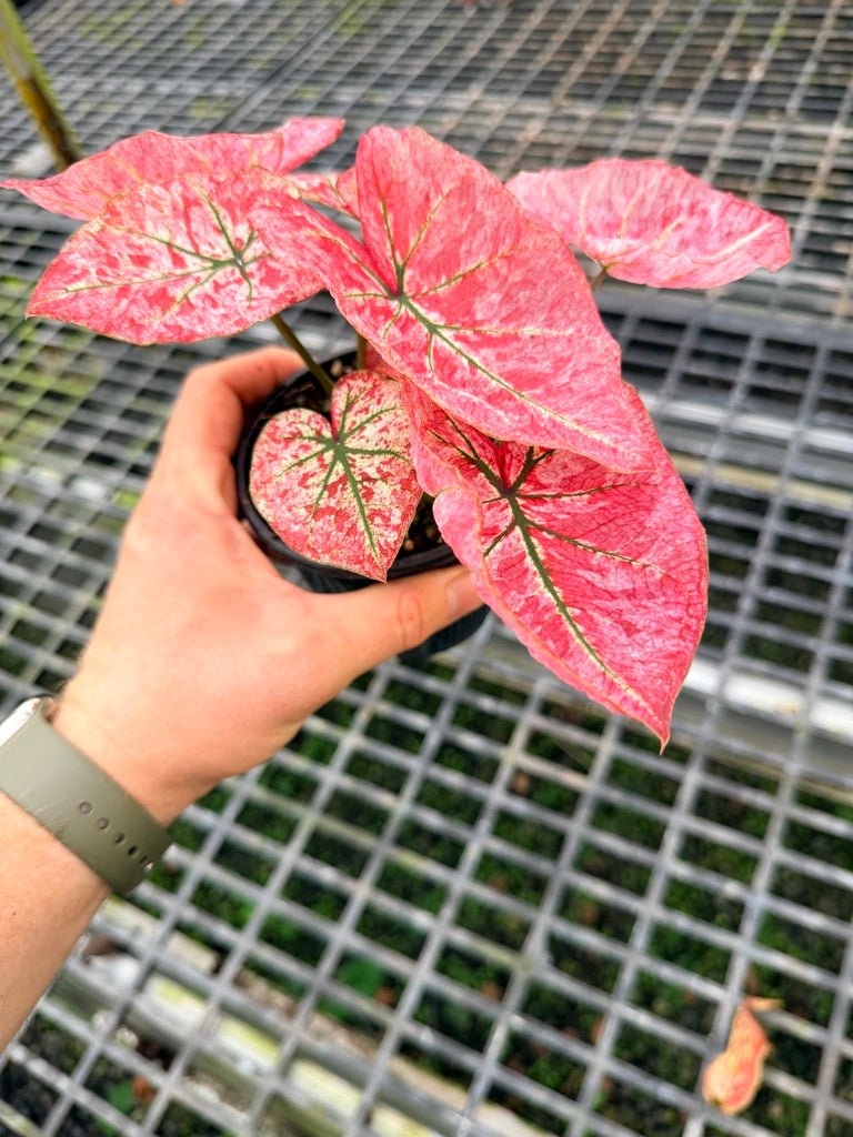 Handpicked 107 - Caladium Bicolor NOID | Uprooted