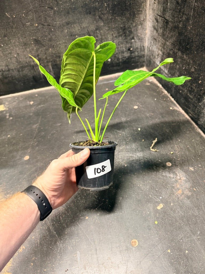 Handpicked 108 - Anthurium Veitchii | Uprooted