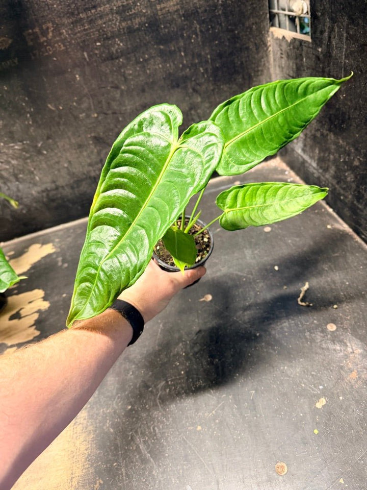 Handpicked 108 - Anthurium Veitchii | Uprooted