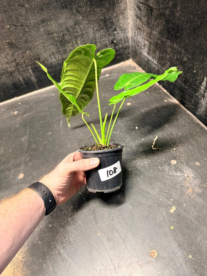 Handpicked 108 - Anthurium Veitchii | Uprooted