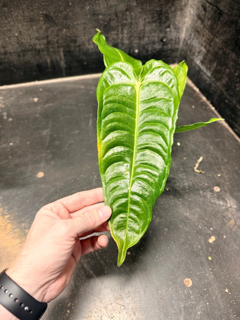 Handpicked 108 - Anthurium Veitchii | Uprooted