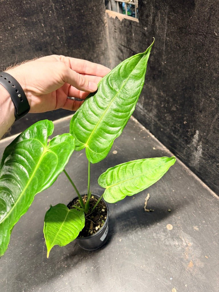 Handpicked 108 - Anthurium Veitchii | Uprooted