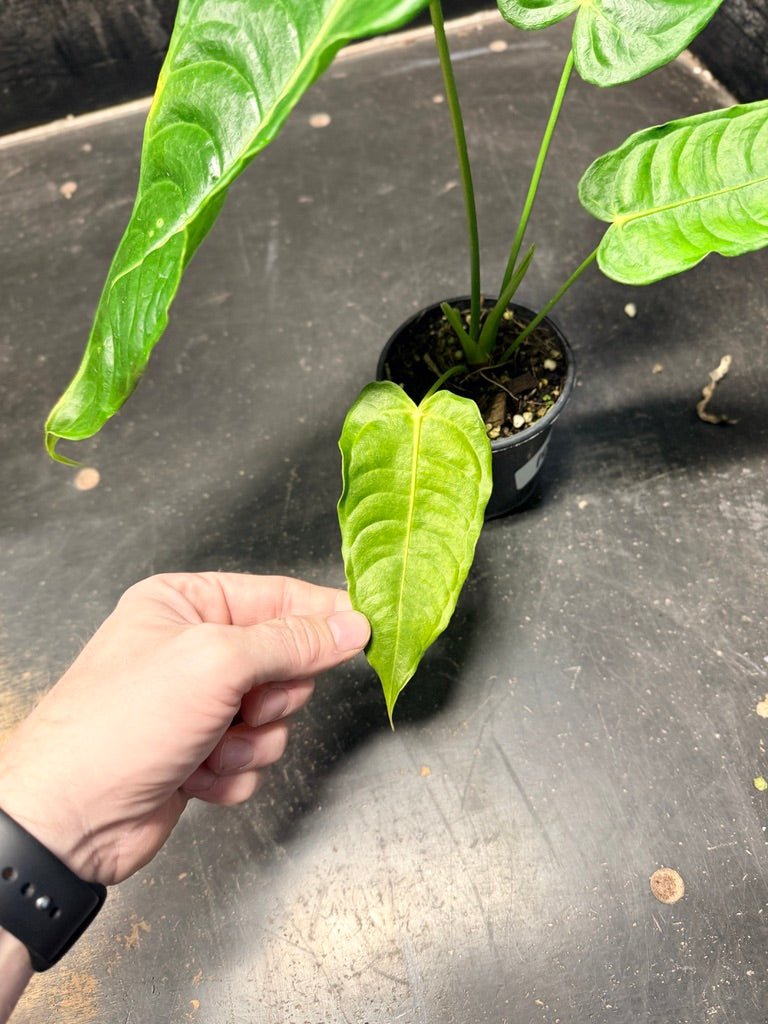 Handpicked 108 - Anthurium Veitchii | Uprooted