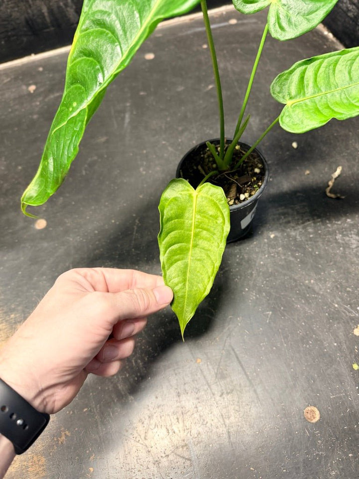 Handpicked 108 - Anthurium Veitchii | Uprooted