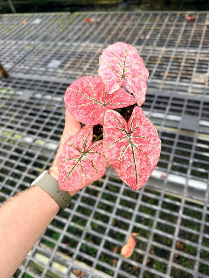 Handpicked 108 - Caladium Bicolor NOID | Uprooted