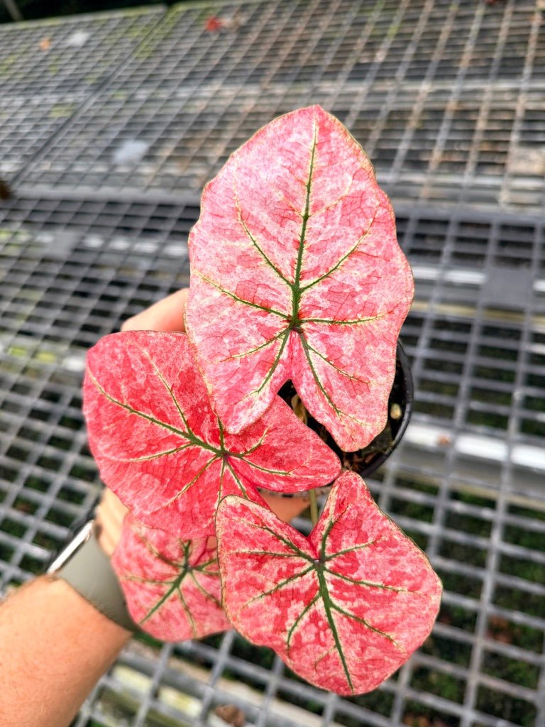 Handpicked 108 - Caladium Bicolor NOID | Uprooted
