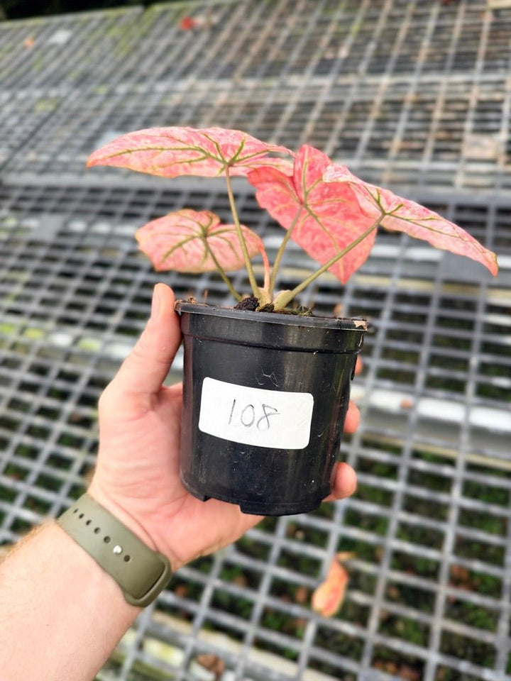 Handpicked 108 - Caladium Bicolor NOID | Uprooted