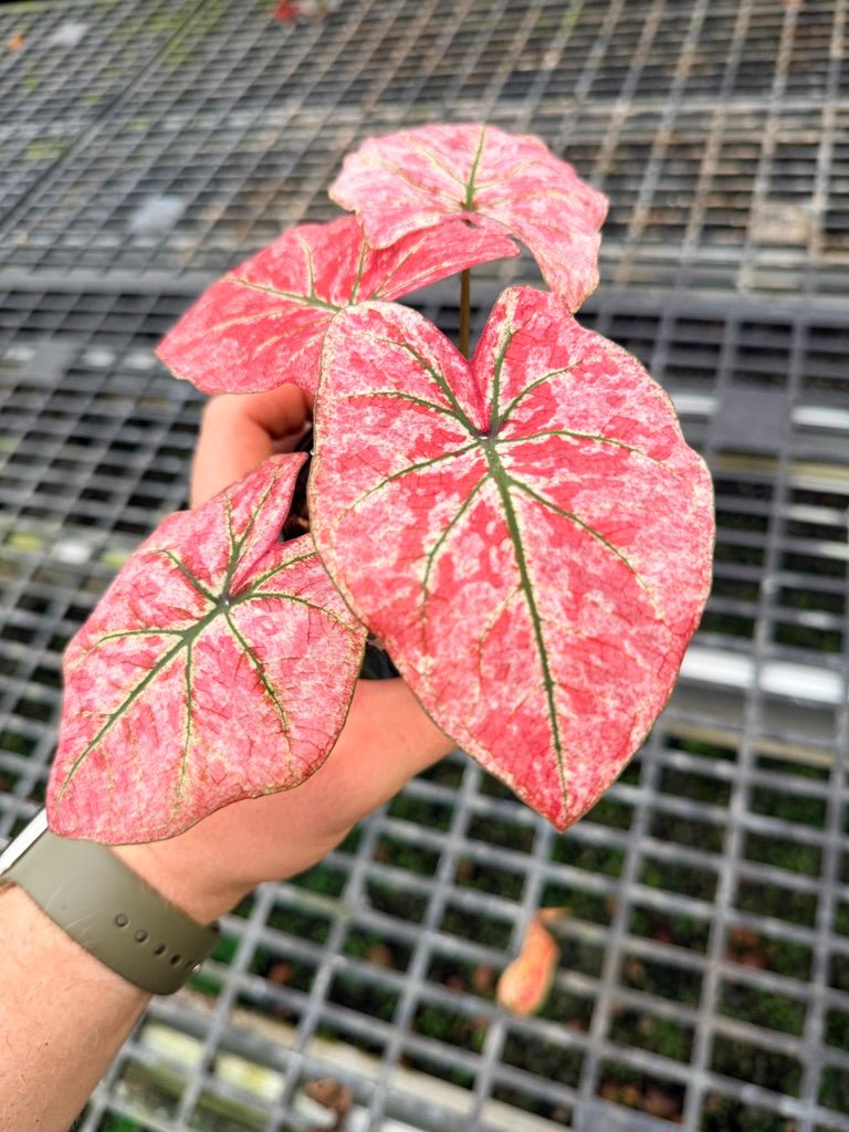 Handpicked 108 - Caladium Bicolor NOID | Uprooted