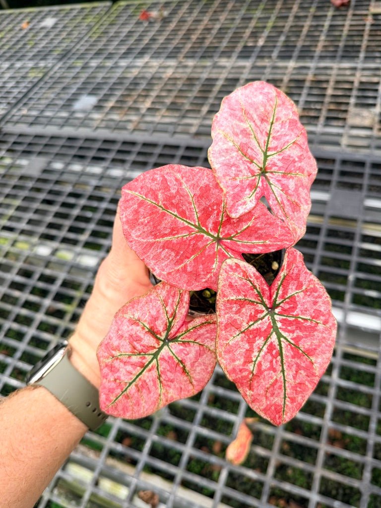 Handpicked 108 - Caladium Bicolor NOID | Uprooted