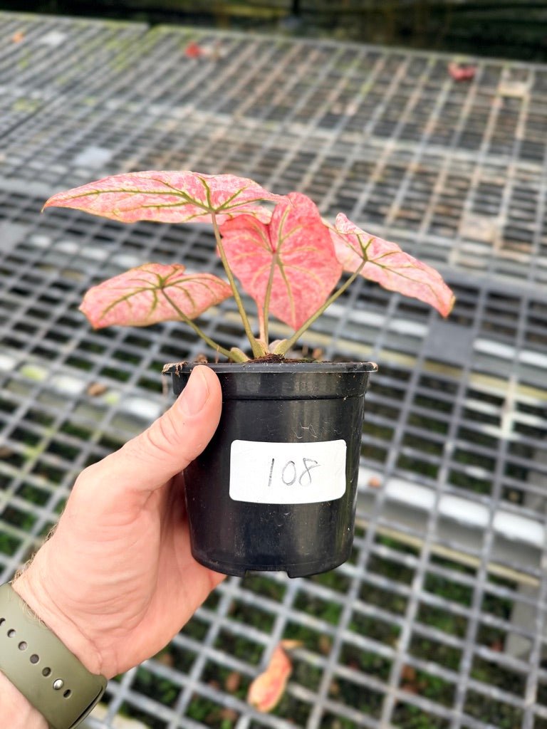 Handpicked 108 - Caladium Bicolor NOID | Uprooted