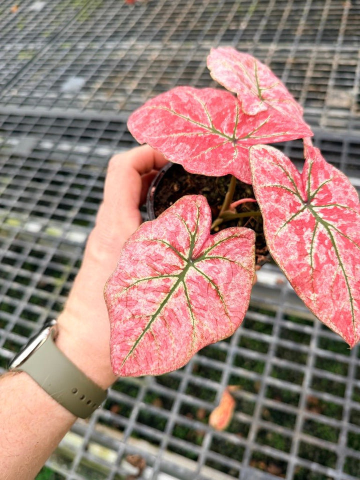 Handpicked 108 - Caladium Bicolor NOID | Uprooted