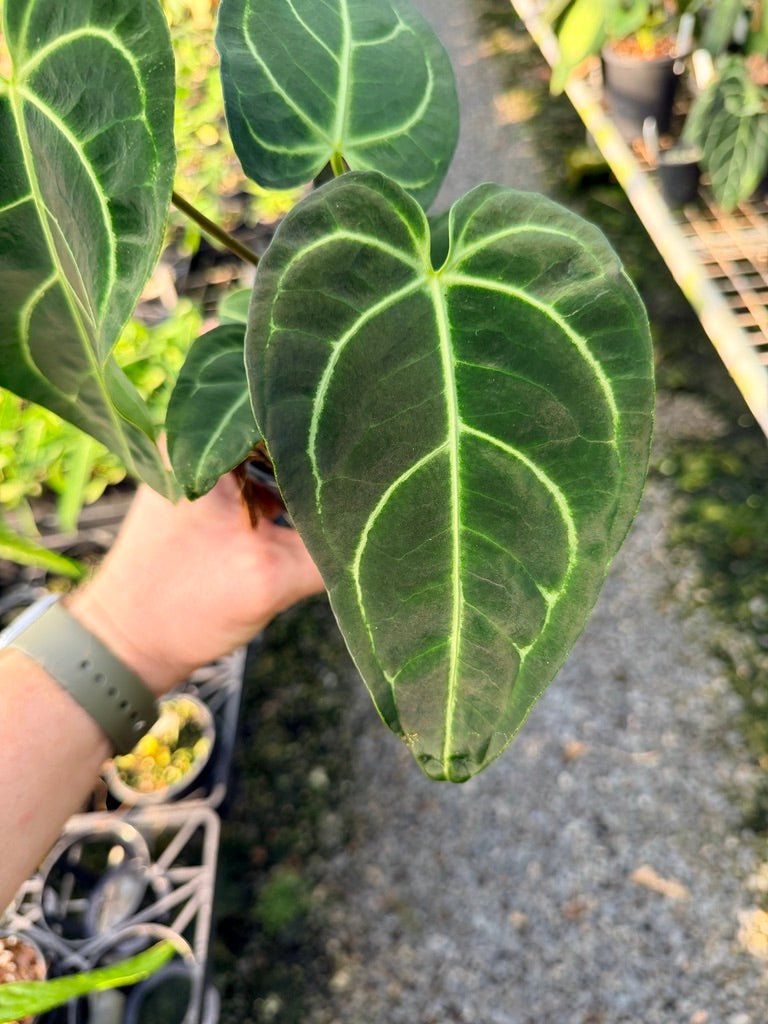 Handpicked 109 - Anthurium Regale | Uprooted