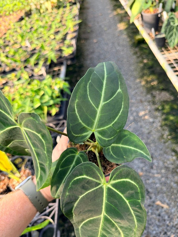 Handpicked 109 - Anthurium Regale | Uprooted