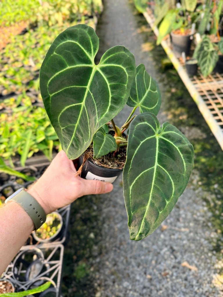 Handpicked 109 - Anthurium Regale | Uprooted