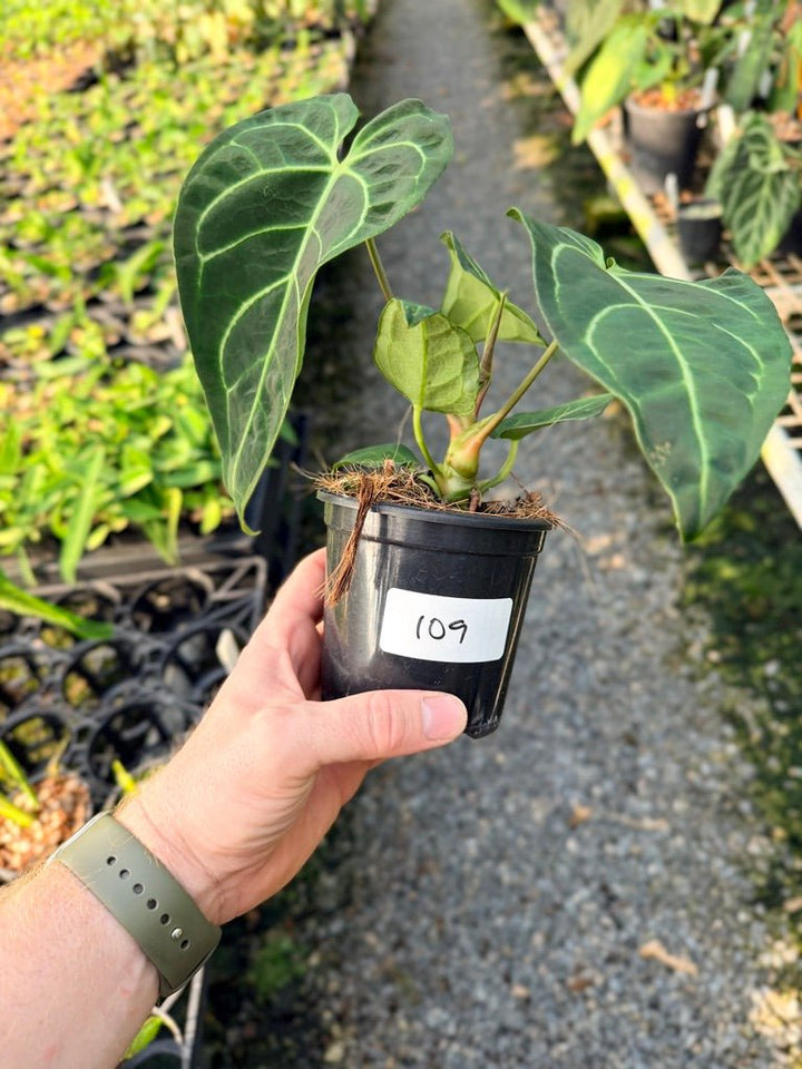 Handpicked 109 - Anthurium Regale | Uprooted