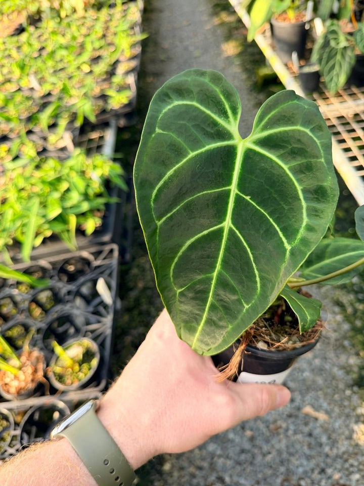 Handpicked 109 - Anthurium Regale | Uprooted