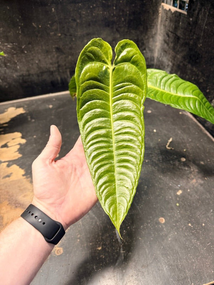 Handpicked 109 - Anthurium Veitchii | Uprooted