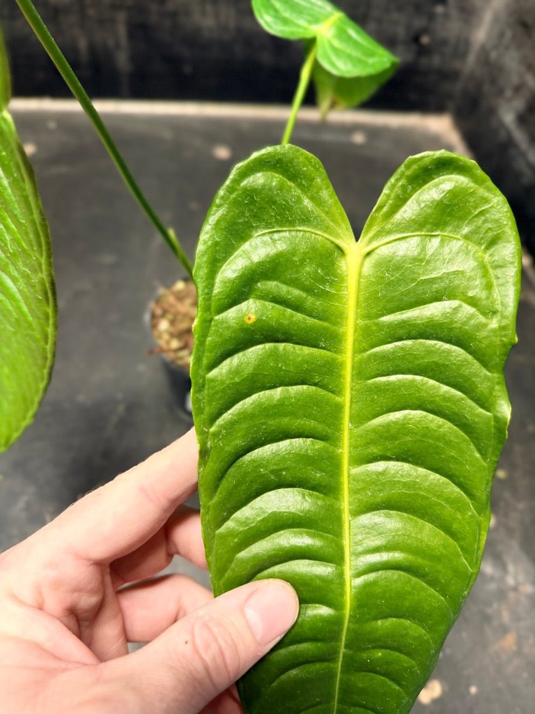 Handpicked 109 - Anthurium Veitchii | Uprooted