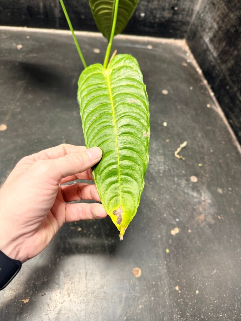 Handpicked 109 - Anthurium Veitchii | Uprooted