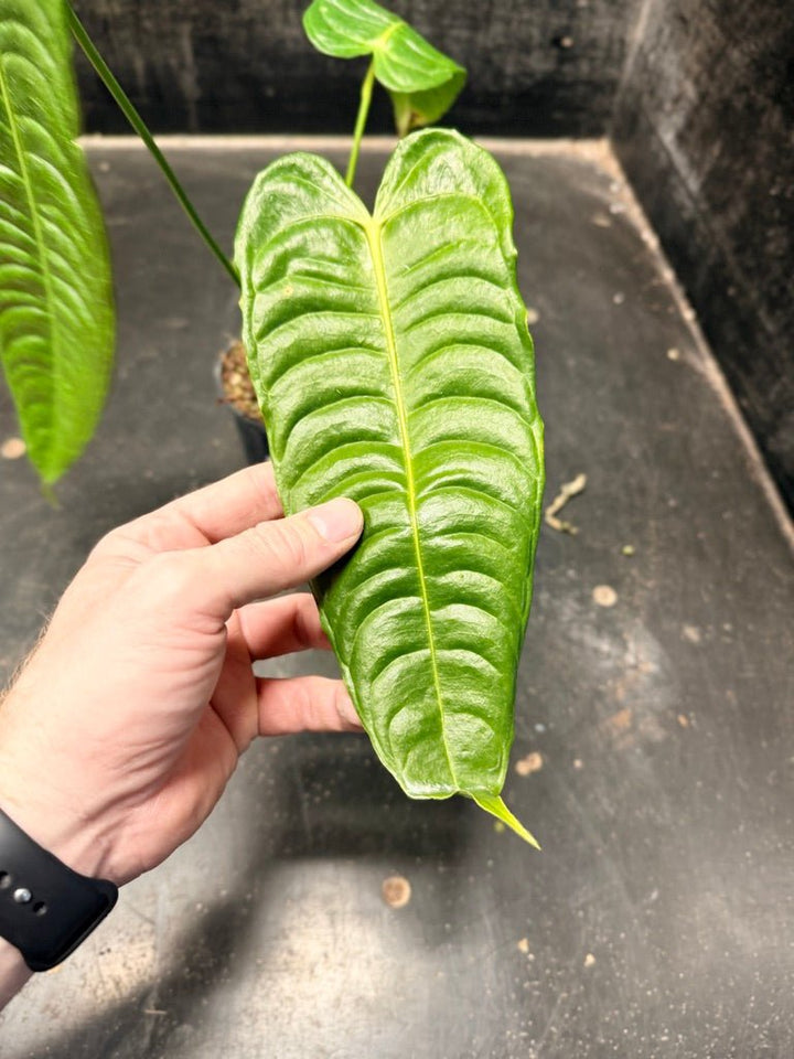 Handpicked 109 - Anthurium Veitchii | Uprooted