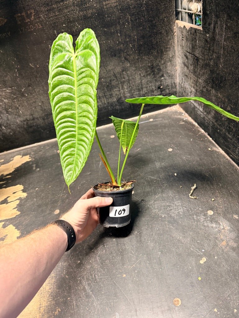 Handpicked 109 - Anthurium Veitchii | Uprooted