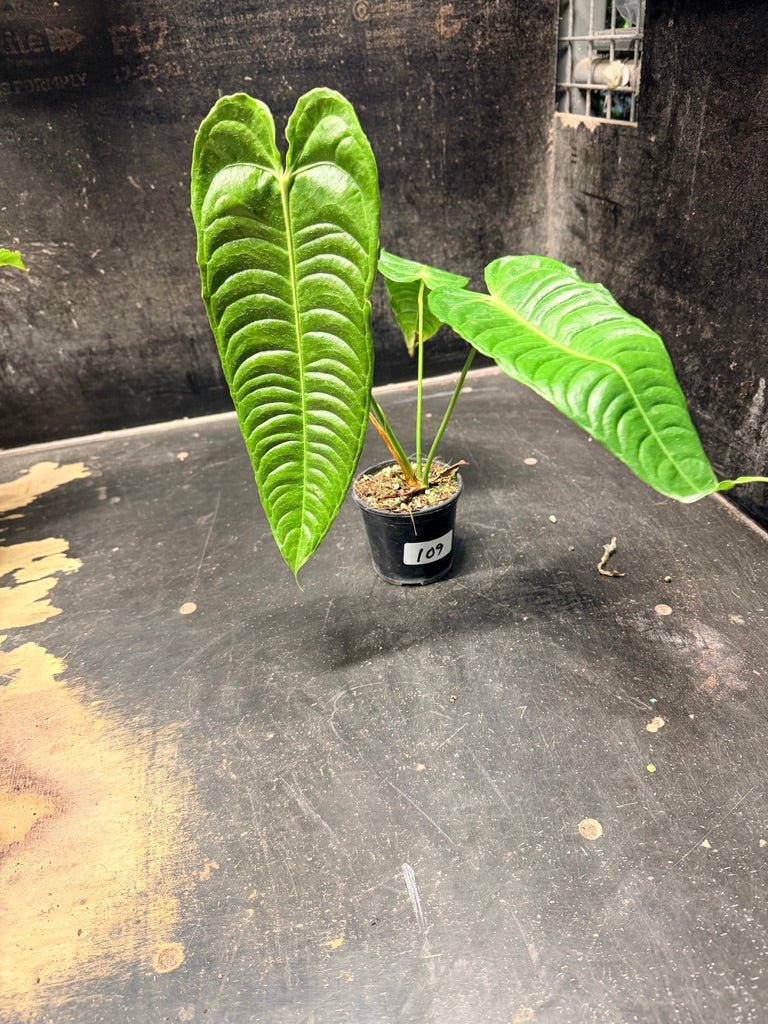Handpicked 109 - Anthurium Veitchii | Uprooted
