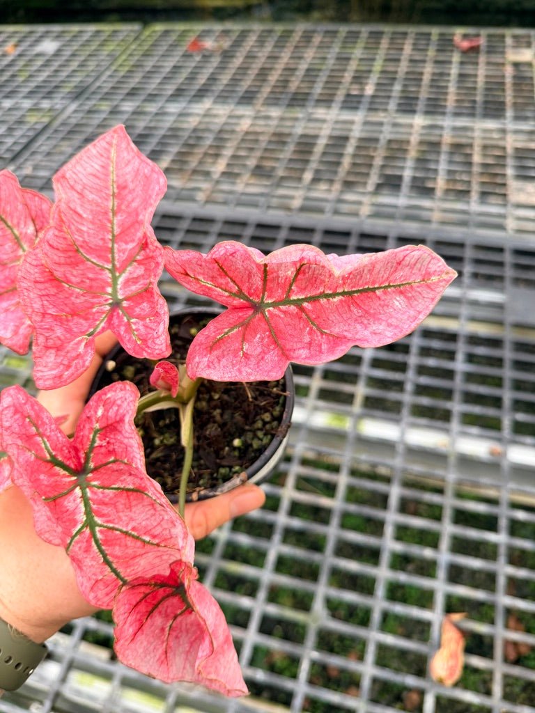 Handpicked 109 - Caladium Bicolor NOID | Uprooted