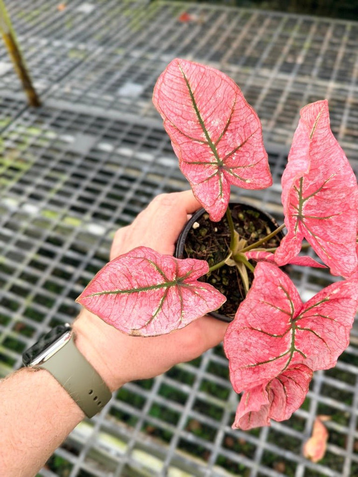Handpicked 109 - Caladium Bicolor NOID | Uprooted