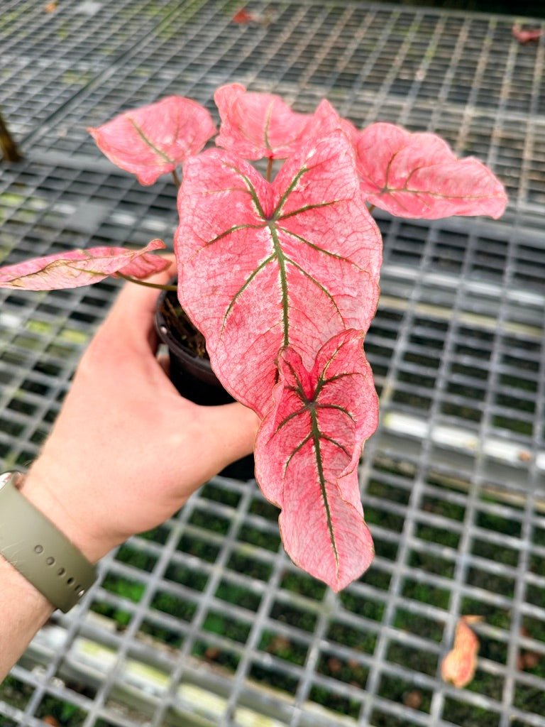 Handpicked 109 - Caladium Bicolor NOID | Uprooted