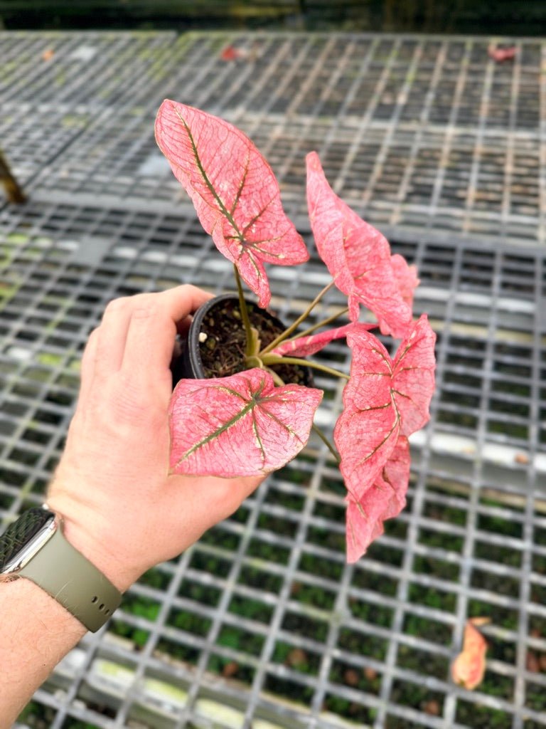 Handpicked 109 - Caladium Bicolor NOID | Uprooted