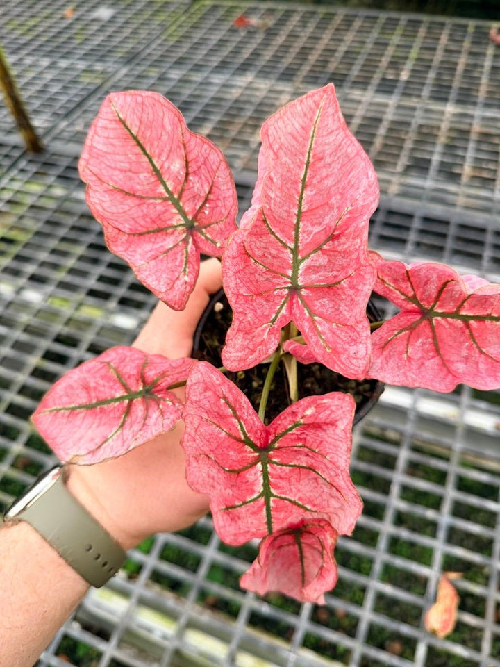 Handpicked 109 - Caladium Bicolor NOID | Uprooted