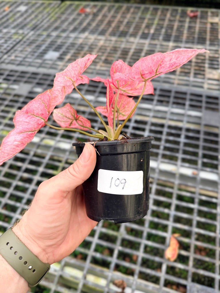 Handpicked 109 - Caladium Bicolor NOID | Uprooted