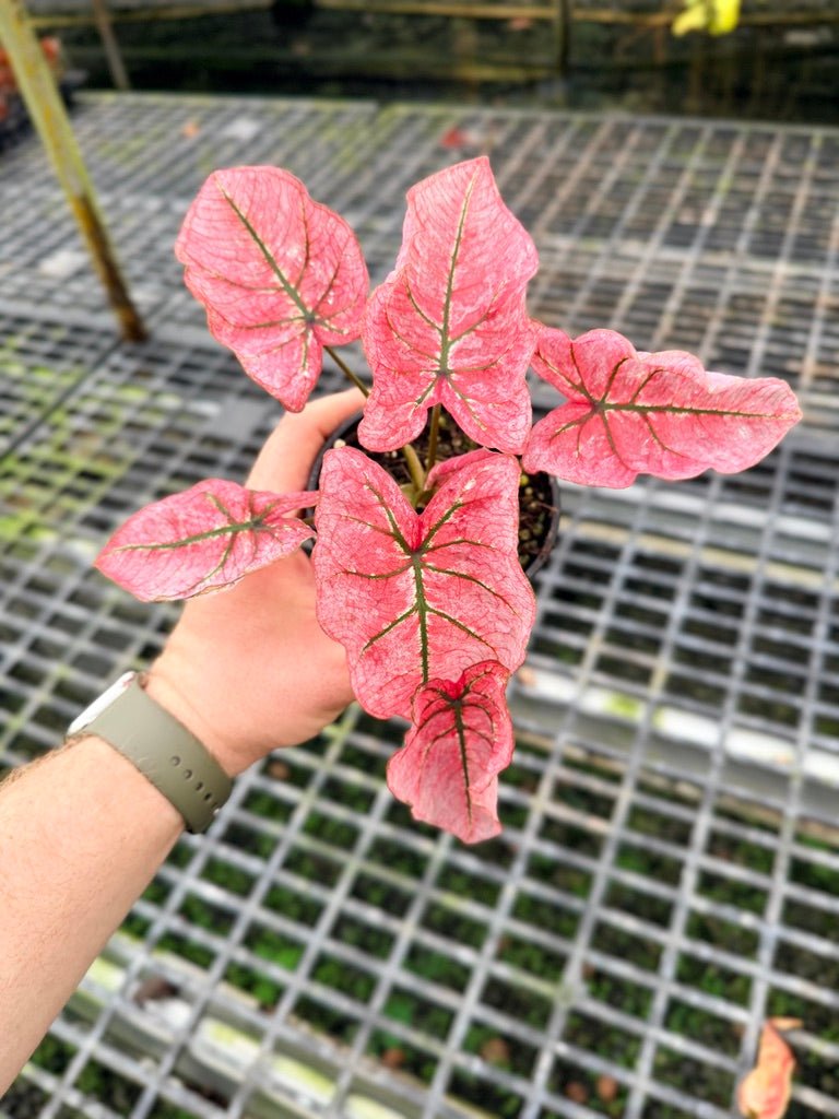 Handpicked 109 - Caladium Bicolor NOID | Uprooted