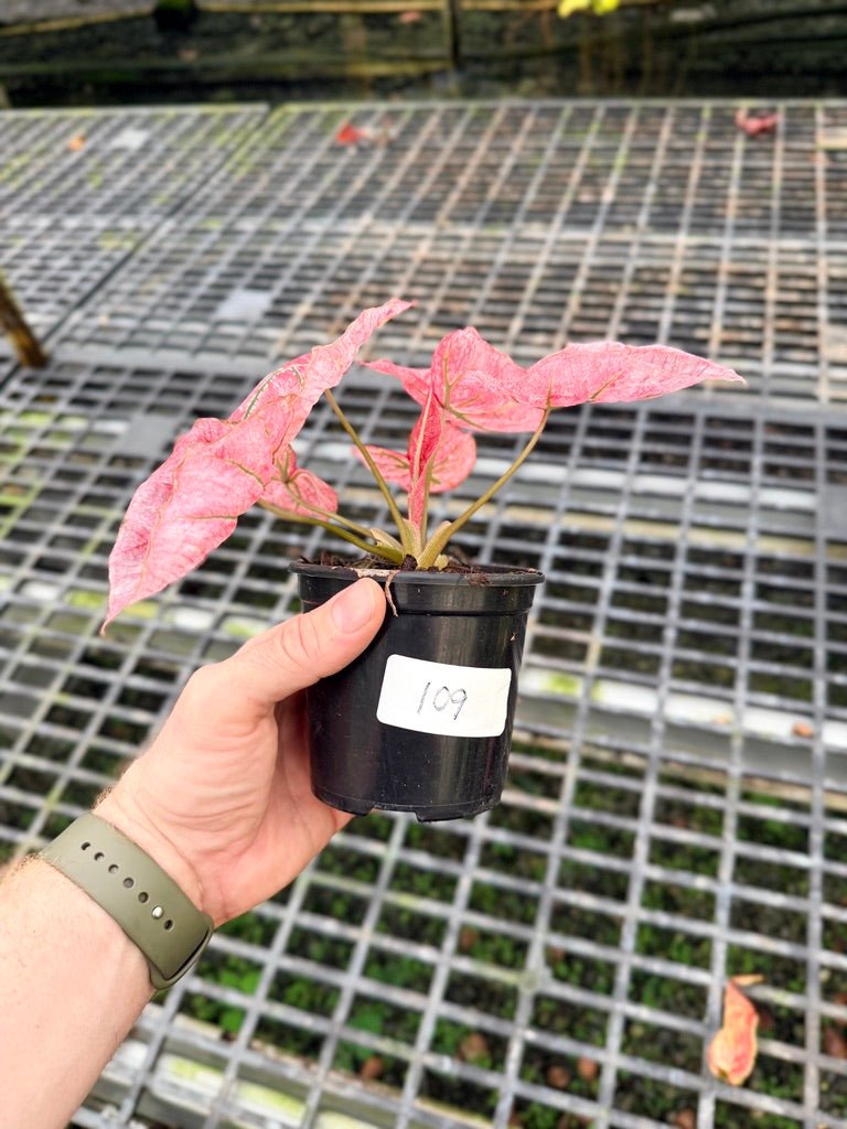 Handpicked 109 - Caladium Bicolor NOID | Uprooted