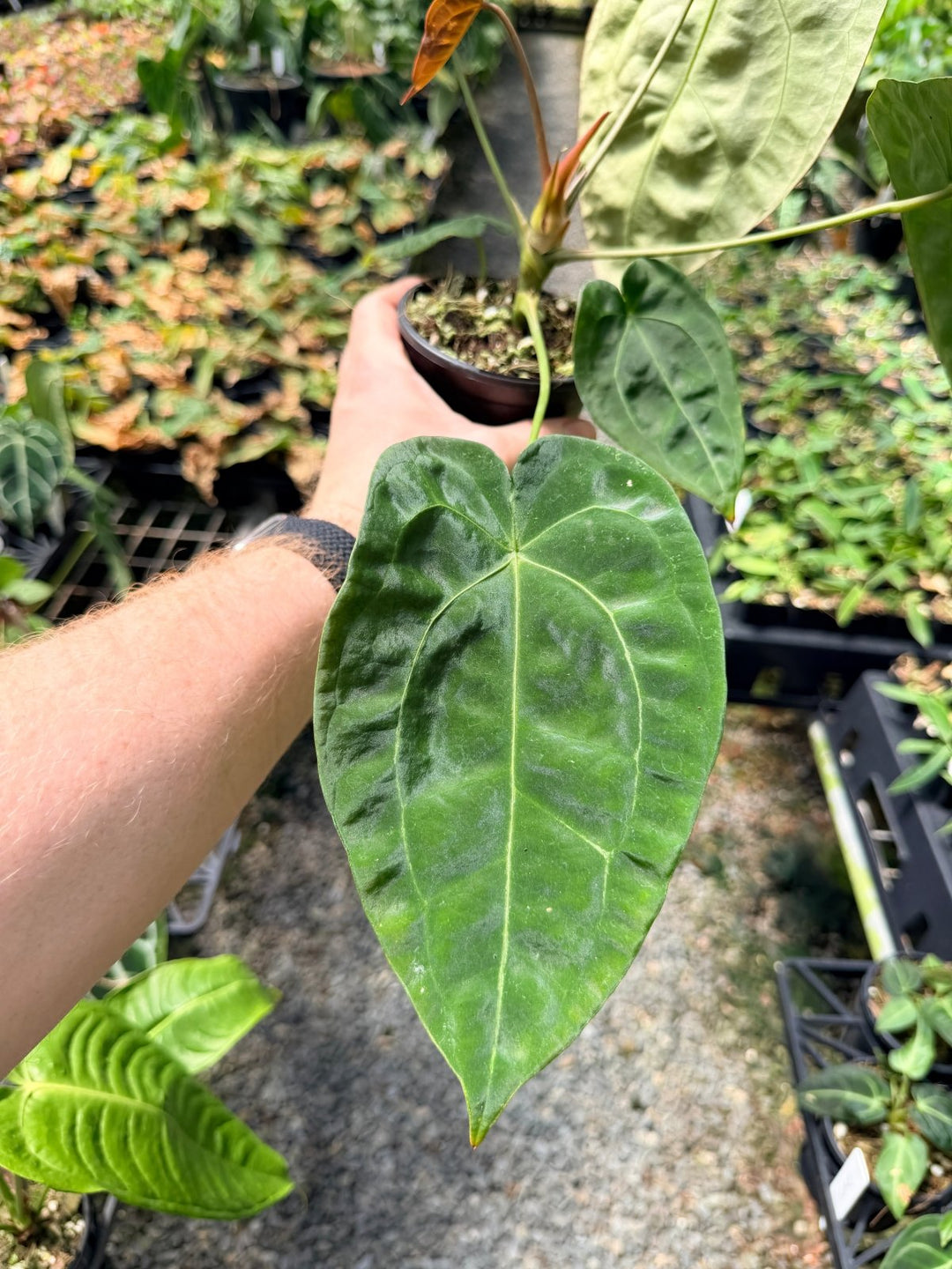 Handpicked 11 - Anthurium [Forgetii X Crystallinum] X Dark Forgetii | Uprooted