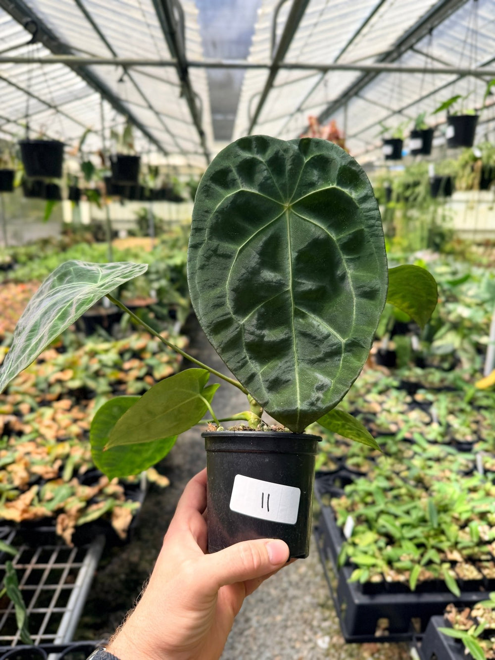 Handpicked 11 - Anthurium [Forgetii X Crystallinum] X Dark Forgetii | Uprooted