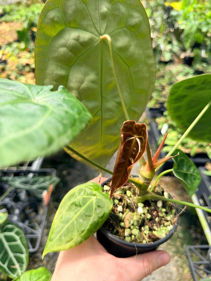 Handpicked 11 - Anthurium [Forgetii X Crystallinum] X Dark Forgetii | Uprooted