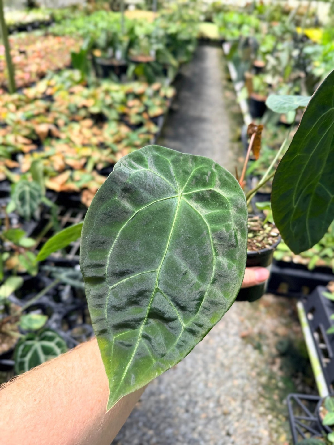 Handpicked 11 - Anthurium [Forgetii X Crystallinum] X Dark Forgetii | Uprooted